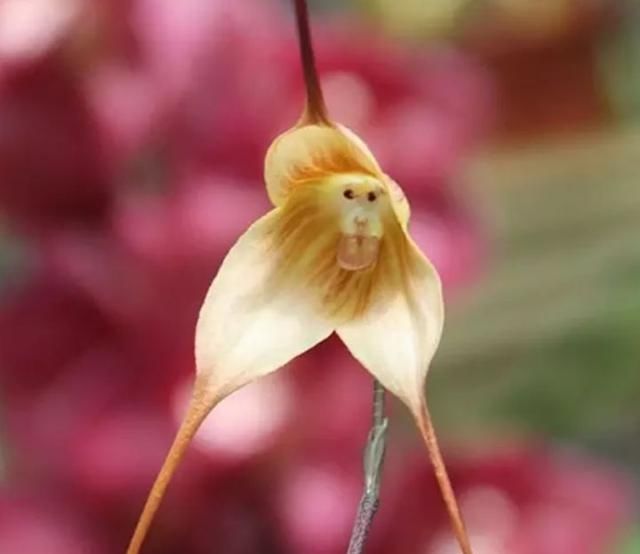  『植物』有时候，花朵也在模仿动物，模仿人类，多有趣啊