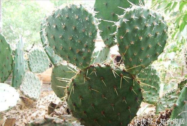  「充足的光」花卉种植技术：仙人掌的主干怎样长粗，光照要足强健根系才粗壮！