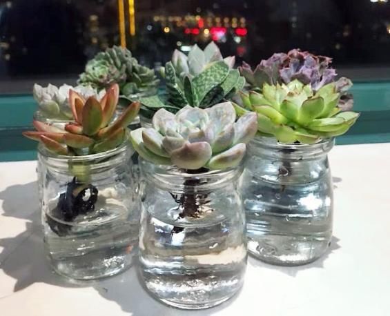  【就能开】6种花，最适合水养，一开花就是好几个月！