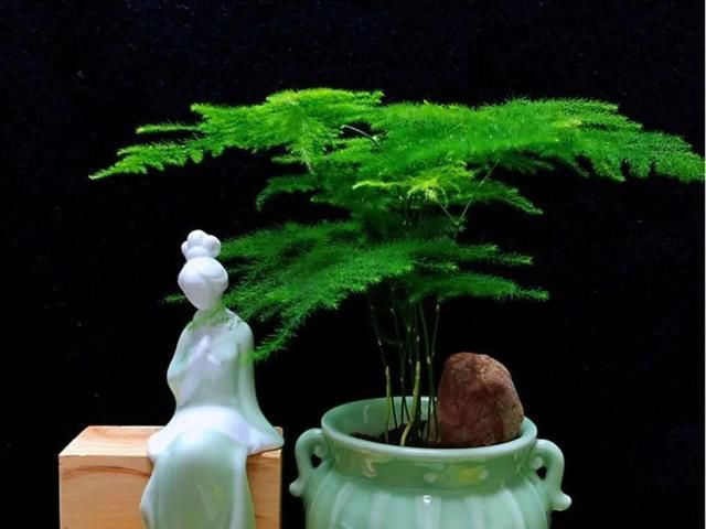  「图片作者」10种花，春天不能晒，躲屋里最安全！