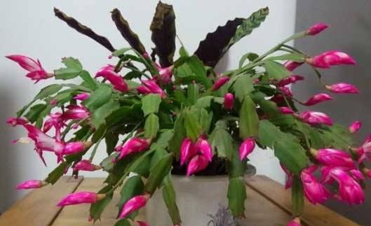 [粉嫩]养花养这四款，花朵粉嫩丰腴、娇憨可爱，花型圆滚迷人