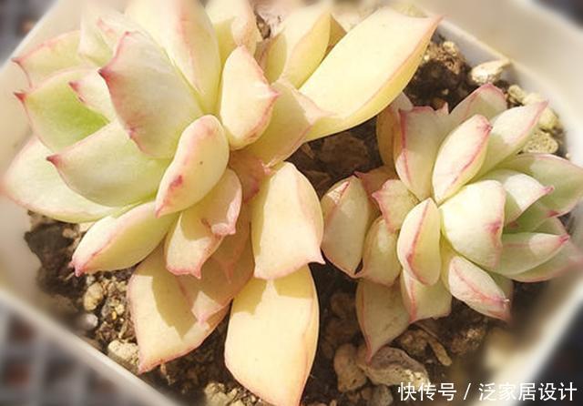 「打动」多肉织锦,凭美貌打动人心,控养更容易养出果冻色