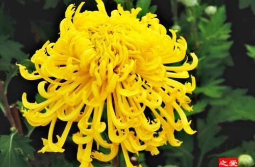  「金凤」养菊花，就养盆“名贵菊花”，花开“金凤毛刺”，如金凤起舞