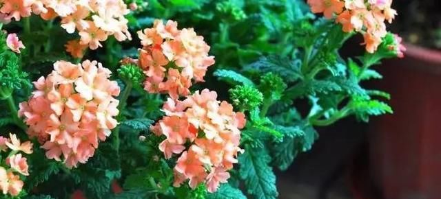  彩虹：花卉行业的“第一美人”！人人都爱她，一开花就爆盆，像彩虹一样