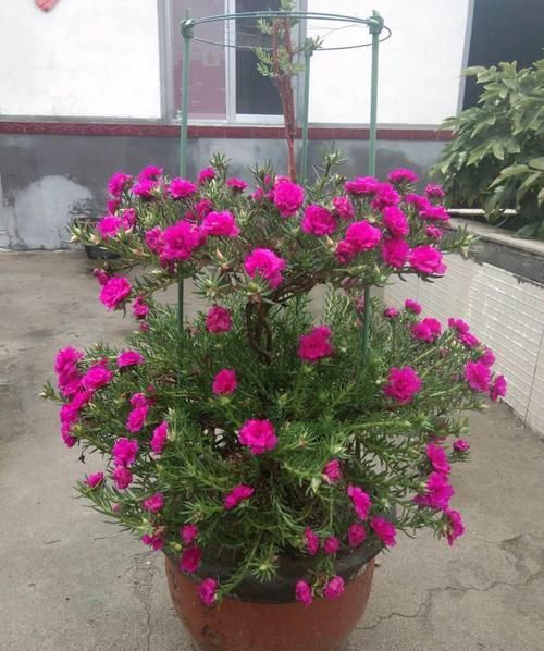  「身价」5块钱一盆的花，养1年变老桩，身价翻了上百倍！