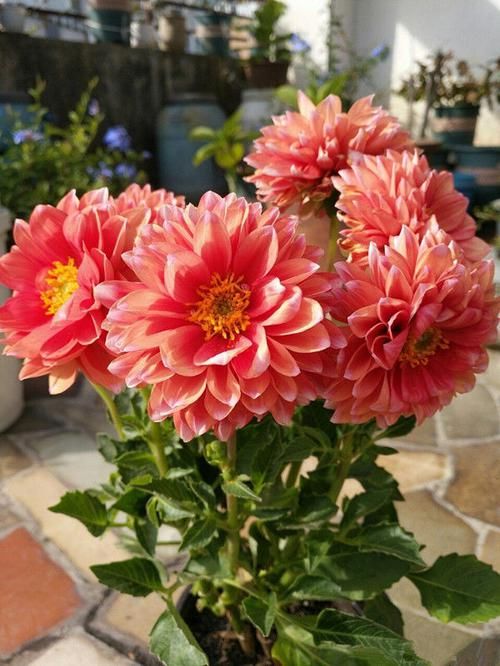  「绿裳」喜欢菊花，就养盆“十大名菊”红衣绿裳，淡雅秀丽，清新之美！