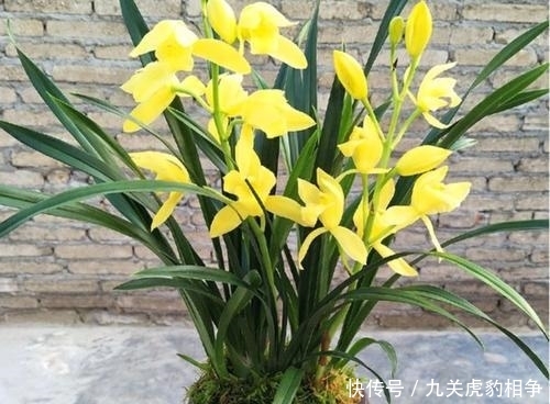 #神童#建兰黄金小神童,给你不一样的花卉享受,花色金光灿灿,鲜艳夺目