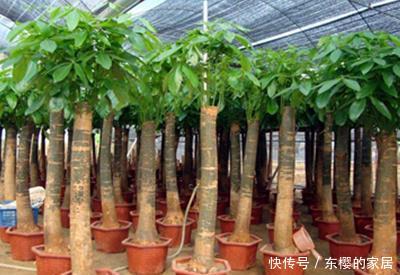 「发财树」发财树用什么土最好呢
