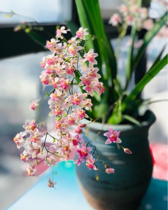 「香水」今年最火的兰花,一棵就能香满屋,比香水好闻多了!