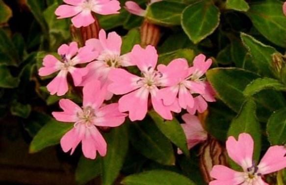  养盆@阳台养盆“矮雪轮”，花多、颜色艳，沾土就开花，便宜好养活