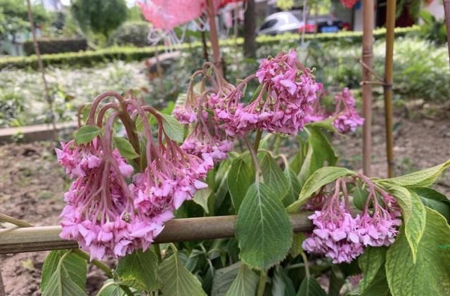  「学会」夏季绣球花“最敏感”，缺点水就“垂头丧气”，学会浇水很关键