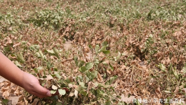  成熟|河南花生成熟收获，收购价涨到3块一斤，农民为啥还高兴不