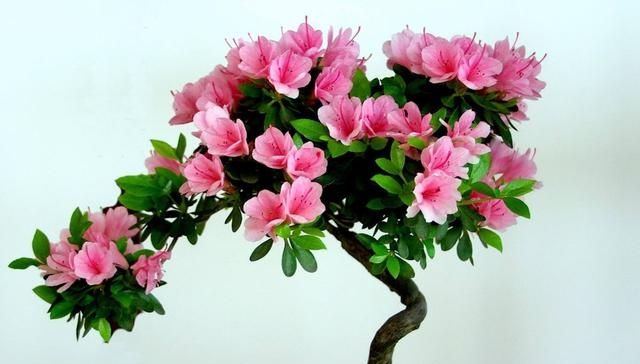 「恢复」杜鹃花的叶片发黄?做好这几点,让其重新恢复生机!
