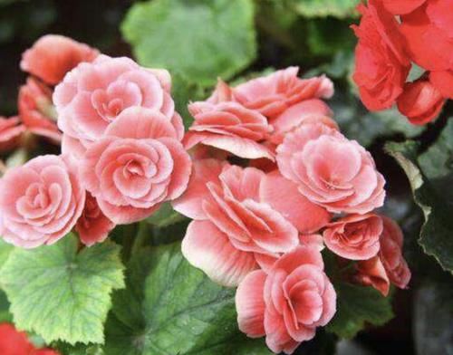  【矮型四季菊】2种花比“月季”漂亮，放在阳台，年年能开花，养20盆也不多！