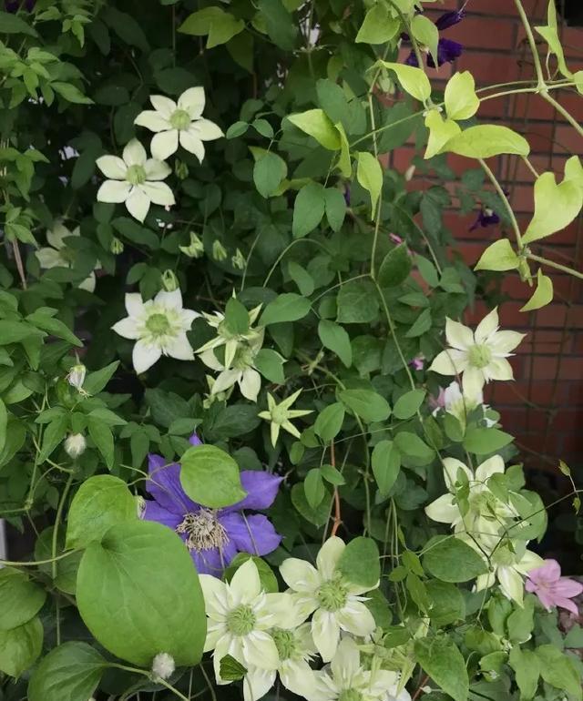  #图片作者#有一颗爱花的心，就算只有个封闭小阳台，也能养出一片花海！