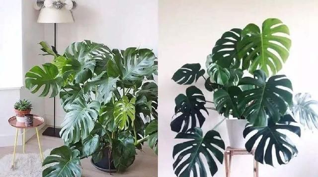 「养护要点」这4款室内植物太能长,1年窜到2米高,邻居看了都羡慕!