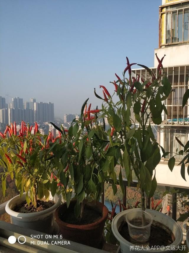  #蔬菜#阳台养上“3种菜”，吃一茬长一茬，全家吃都够了