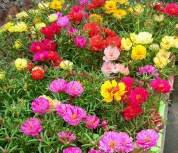  『适合』适合新手养的四种花，不用费心，就能长的特别好，花开不断！