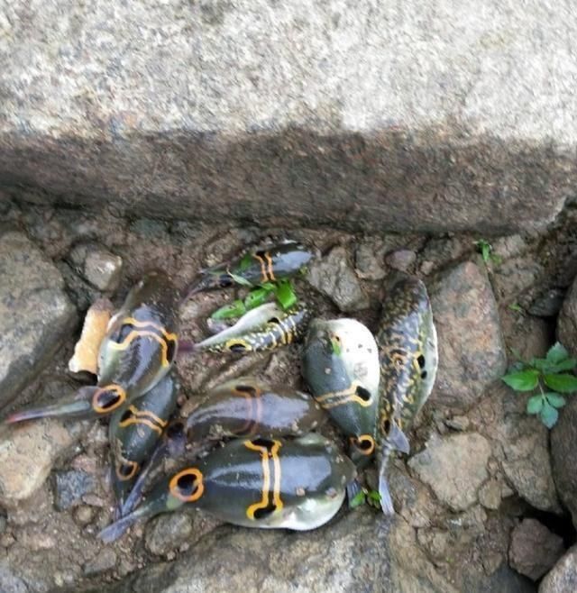 『罗非鱼』咬断鱼线、驱赶罗非鱼,珠江来了群“凶猛掠食者”,钓鱼人头疼