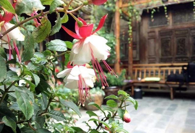 “房前不栽树，房后不栽花”，农村地方大，咋不能绿化？