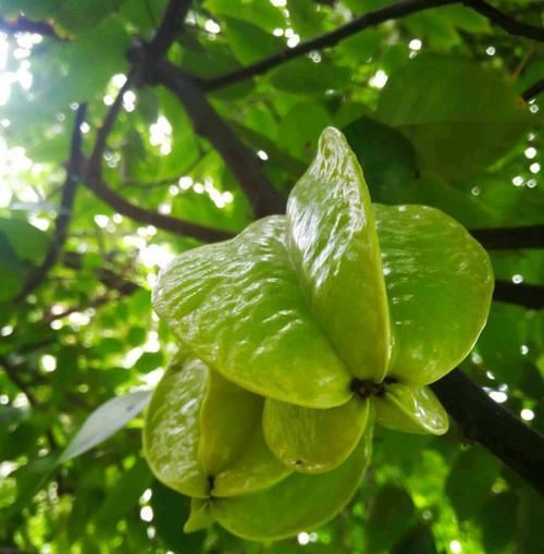 『果实』盆栽杨桃怎么养?5个小技巧,不黄叶掉叶,叶茂花多,果实不掉落