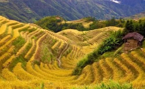 秋色不止是北方的枫叶,广西这片满地金黄,收割南国之秋