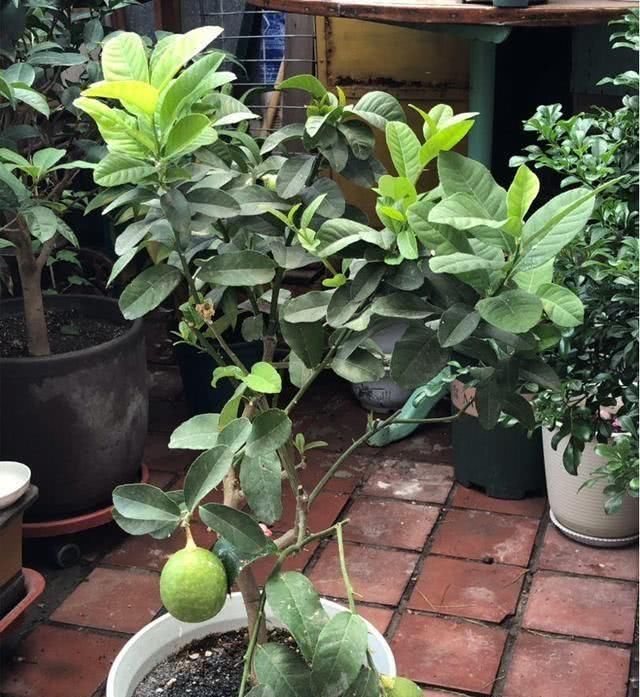  加上：跟着花友学，喝水的时候加上这几种植物，好喝又解渴
