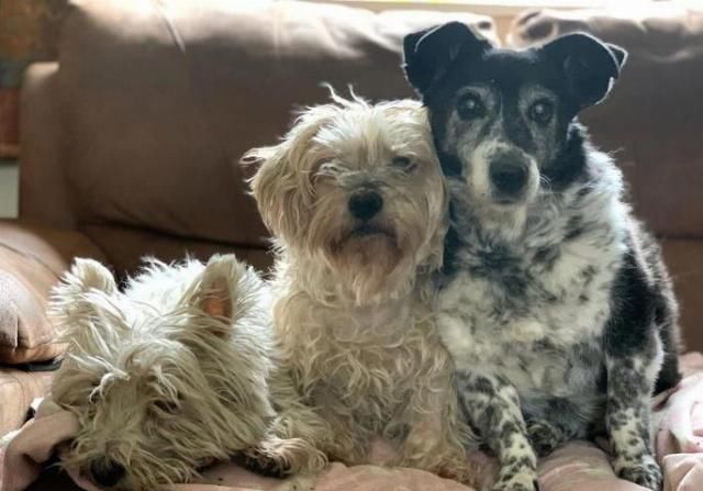  寿星：英国史上最长寿的一只狗狗寿星已经21岁了，相当于人类的147岁