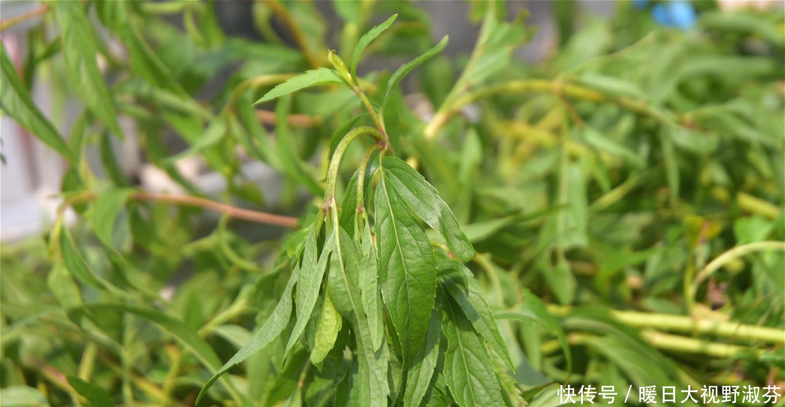  「香味」农村有种散发香味的植物，是常用中药材，野生的更值钱