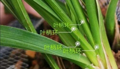『锯齿状』春兰和蕙兰如何区分,看这3个地方,就会发现不同处
