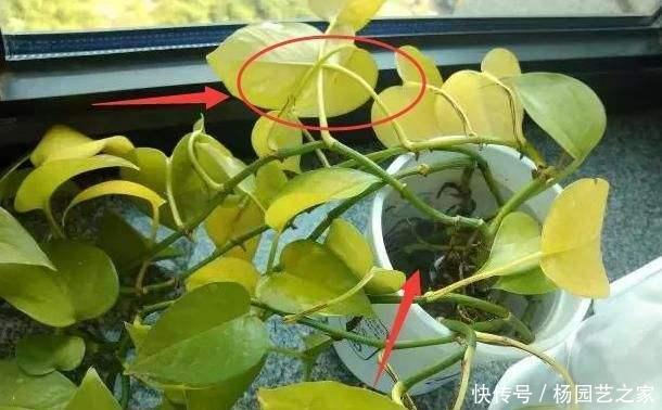 绿萝■绿萝“常年”有“3怕”,难怪“烂根”又黄叶,现在纠正也不晚