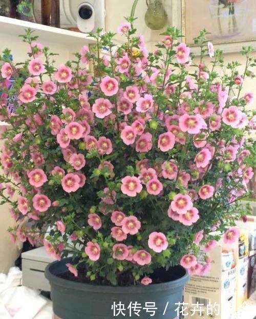『花儿』4种花,是好养的“开花机器”,阳台养一盆,花儿天天开爆盆