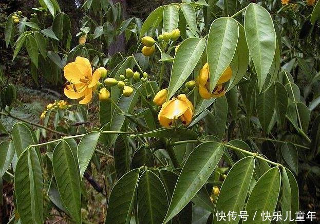  「番泻叶」农村这野草名叫“番泻叶”据说可以治疗便秘，若是见