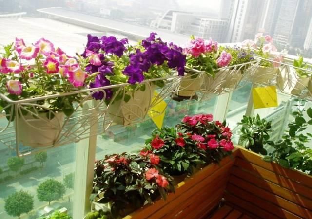  [凸式阳台]阳台种花也得选品种，不一样的阳台不一样的花