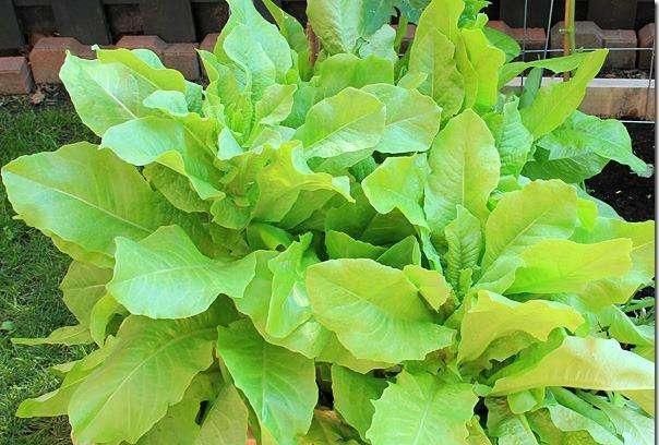  「种菜」在阳台花盆里种水果，果树下面种菜，收获好意外