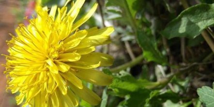 种植：不起眼的蒲公英成就大产业，一亩收入万元，要是你，你种吗？