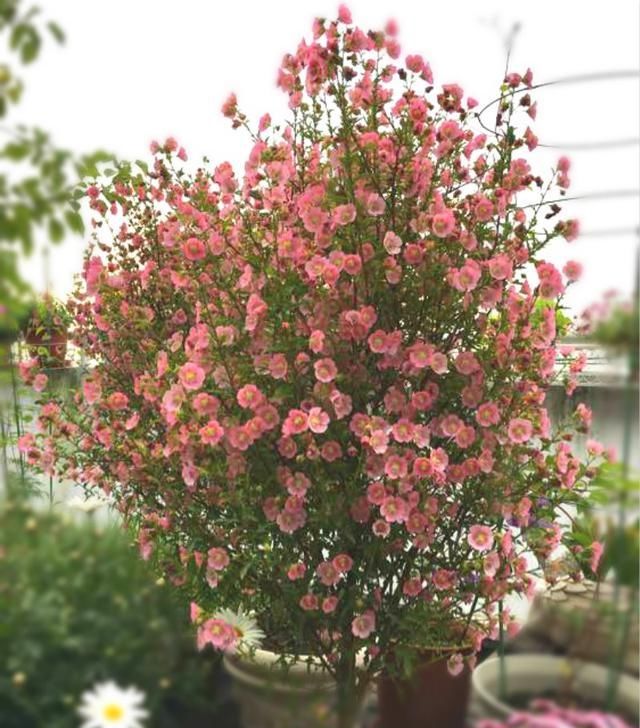 #开花#这4种花,花期特别长,养一盆全年都有花看!