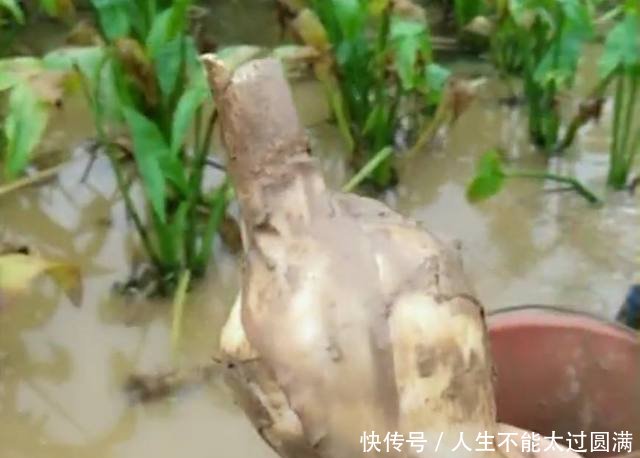 农民种植看似像“芋头”的它，一斤卖十元，靠它年赚三十万！