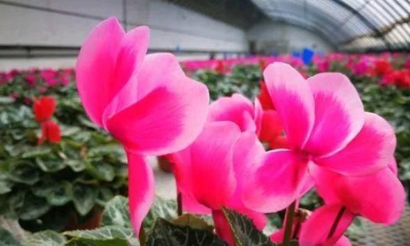  『花草』4种不能乱喷水的花草，一次就能烂叶烂根，喷完就后悔了