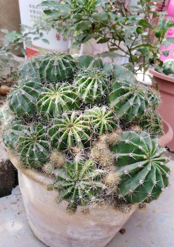  「仙人球开花」仙人球喂点“羊屎豆”，360度开花，下了10个蛋，盆盆饱满可爱