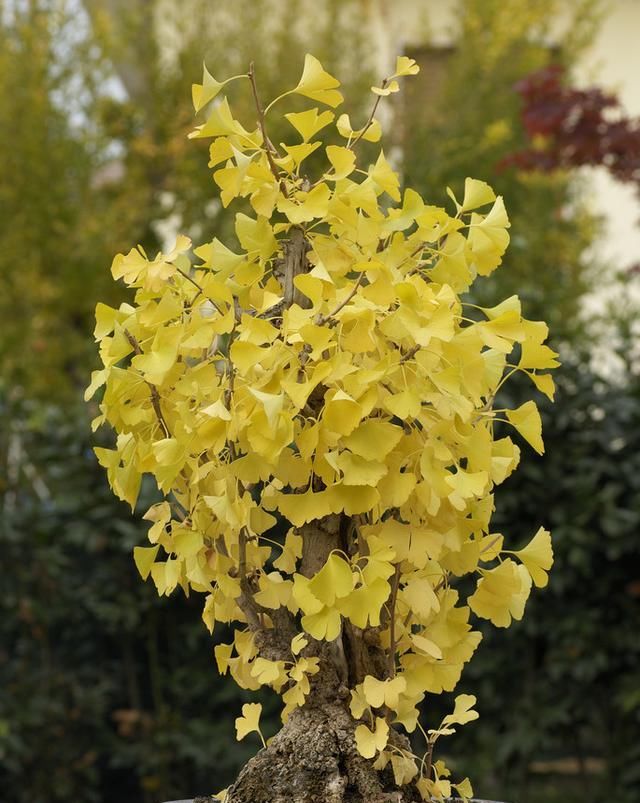 银杏盆景的制作(观赏银杏的最佳季节)