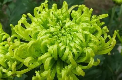  「绚丽多姿」这四款花，养在阳台花姿妖娆，花开美轮美奂，绚丽多姿