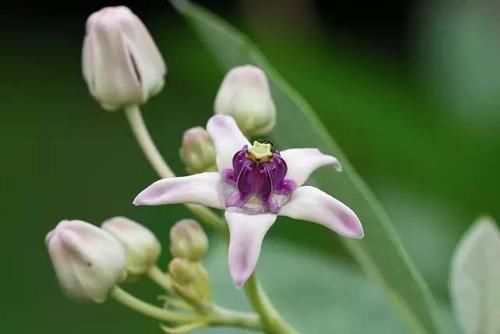  【毒性】13种最常见的有毒花儿，花友们都应当知道