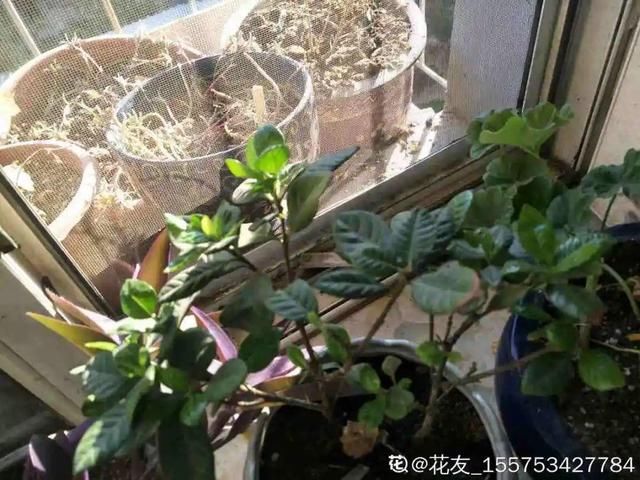 「开花」把花养成菜,迟迟不开花,原因就是缺光照!