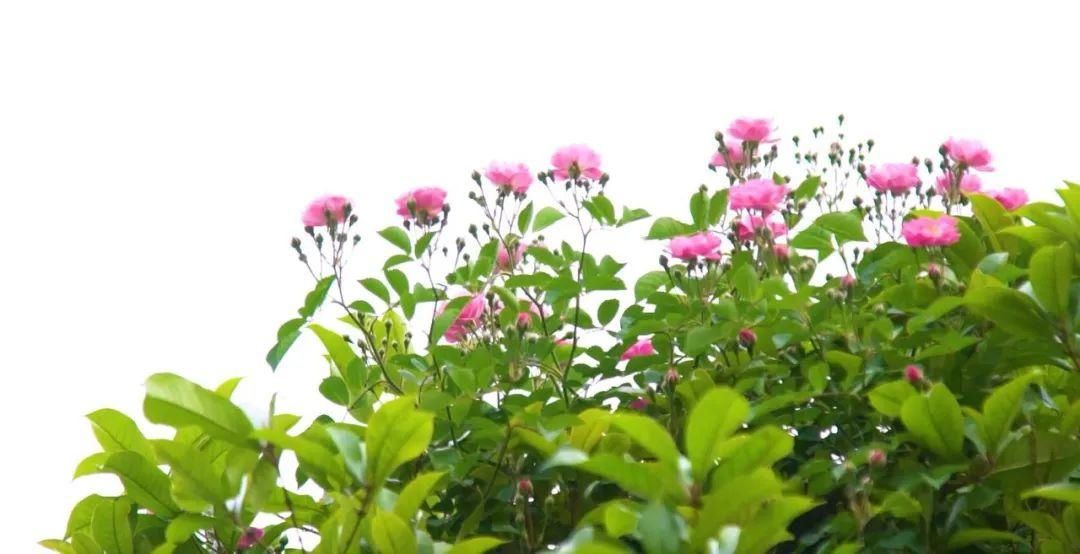  「木香花」老门东，花都开好了！