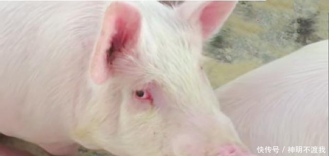广西猪价一飞冲天，本以为养猪户会大赚一笔，谁料都在考虑转行