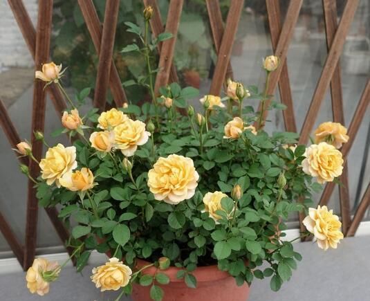  「生长」...这样给月季花上盆,月季花枝繁叶茂月月开花!