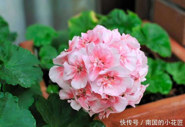 【家里】家里有这几种花,不愁没花养,剪根枝多盆花
