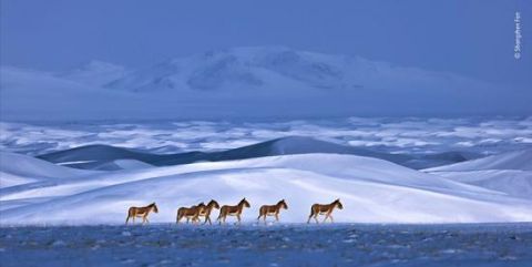 中国摄影师得国际大奖 看到这张照片的网友都笑了