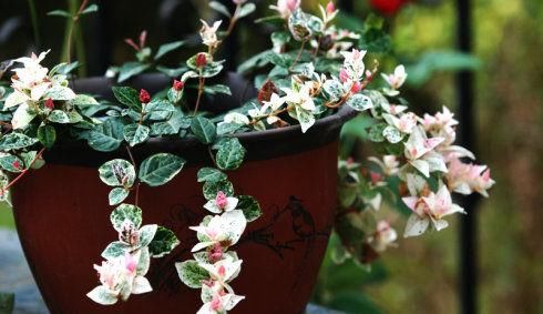  「常见」四种常见植物，阳台栽上几盆，一年四季有花看，新手也能养爆盆